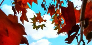 Në të gjitha xhamitë e Prishtinës u mbajt ligjëratë me temë: Muhamedi a.s. dhe Rinia